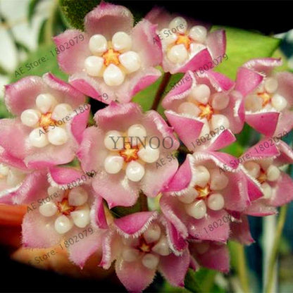 24 Color Hoya Carnosa Seeds - Rare Perennial Bonsai Plant for Home Garden