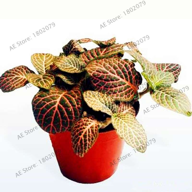 Fittonia Verschaffeltii Seeds - Indoor Bonsai Plant for Home, Office & Garden Decor - Easy to Grow