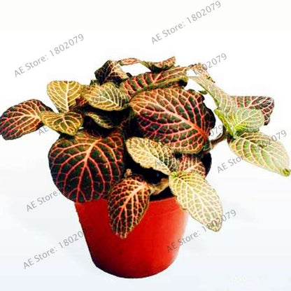 Fittonia Verschaffeltii Seeds - Indoor Bonsai Plant for Home, Office & Garden Decor - Easy to Grow