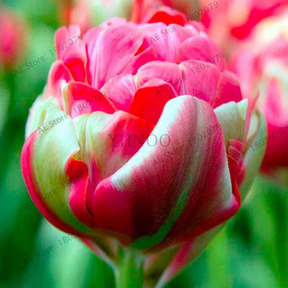 Rare Double Tulip Bulbs (Not Seeds) - 24 Colors, Fresh Flower Bulbs for Planting - Fast Shipping