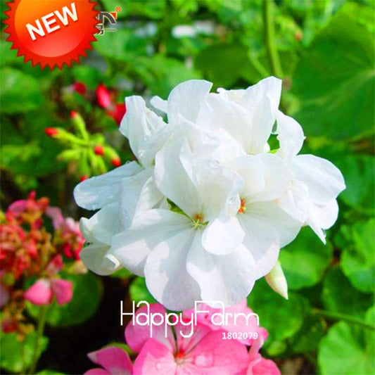 White Geranium Seeds - Perennial Pelargonium Flowers for Indoor & Outdoor Planting
