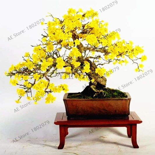 Fragrant Yellow Jasmine Seeds - Perennial Arabian Bonsai Plant for Home & Garden