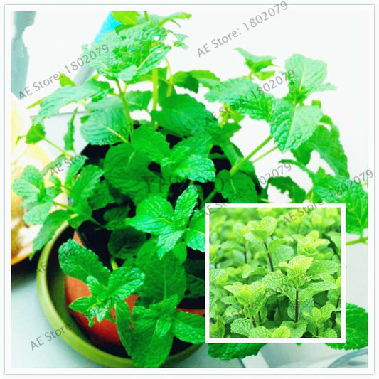 Mint Seeds - Organic, Aromatic, Easy-Grow Perennial Herb for Home & Garden Planting