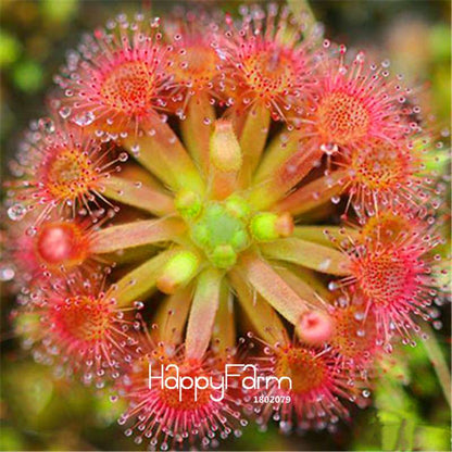 Sundew Seeds - Rare Carnivorous Bonsai Plants, Fresh & Novelty Garden Seeds for Home Gardening