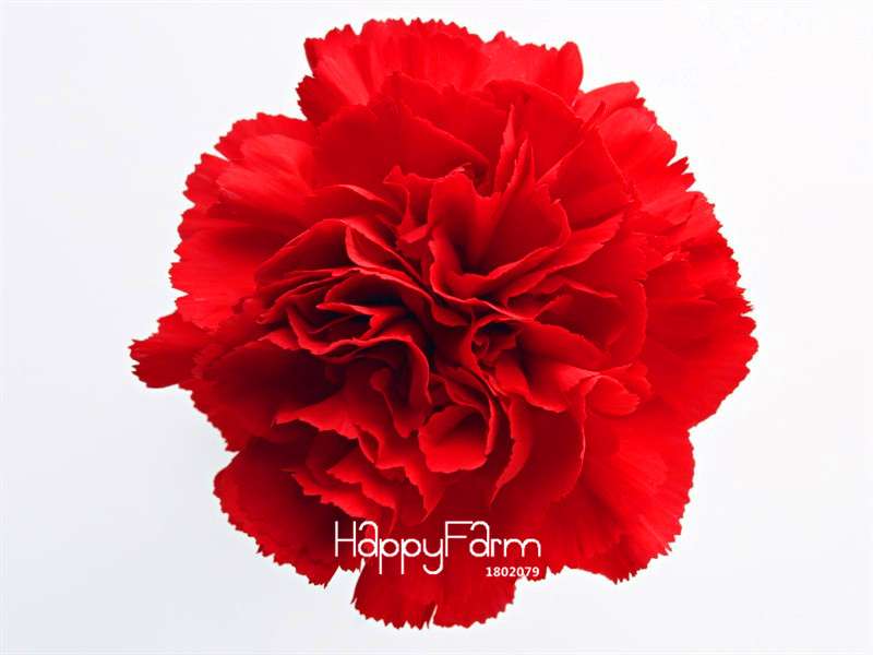 Big Red Carnation Seeds - for Balcony, Potted & Garden - Dianthus Caryophyllus Flowers