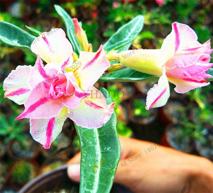 Exotic Mixed Colors Desert Rose Seeds - Fire Red Heart Bonsai, for Home Garden