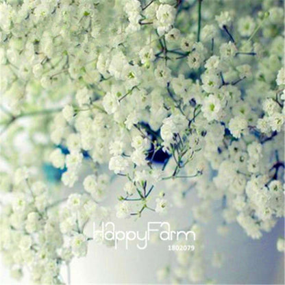 Starry Flower Seeds - Easy-Grow Indoor Potted Plants for Spring & Winter | Fast Shipping
