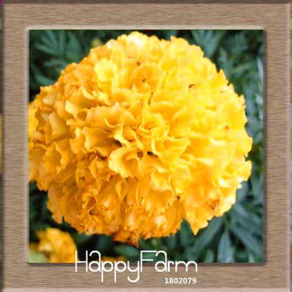 11 Varieties Maidenhair Herb & Marigold Flower Seeds - for Potted Garden