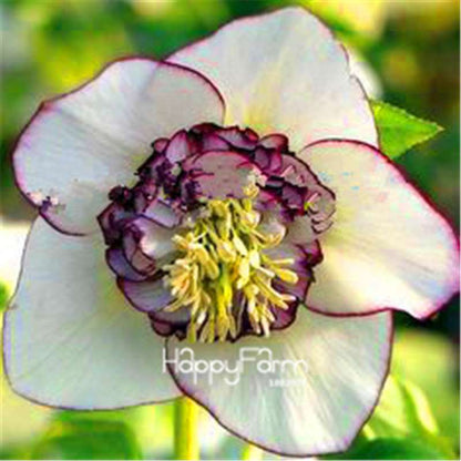 Helleborus Seeds for Bonsai - Grow Exotic Japanese Flowers at Home | DIY Garden Kit