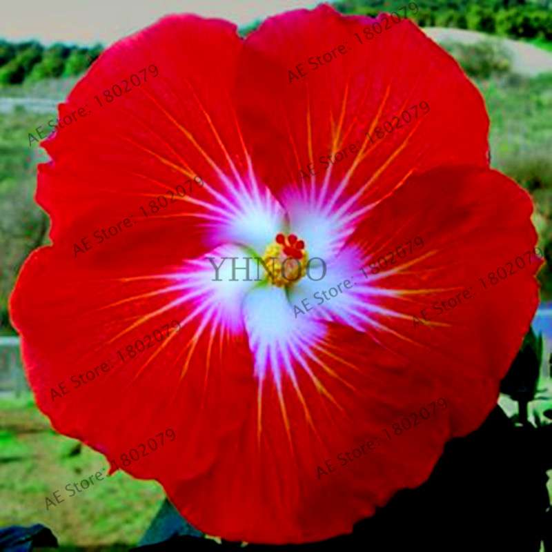 24-Color Giant Dinnerplate Hibiscus Seeds - Perennial Flower for Home, Bonsai & Garden Planting