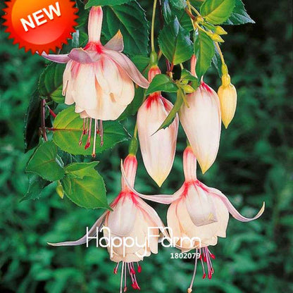 White Fuchsia Flower Seeds - Vibrant Hanging Potted Plants for Home & Garden | Fast-Growing