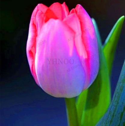 Rare Tulip Seeds - Beautiful Perennial Bonsai Flowers for Home & Garden Planting