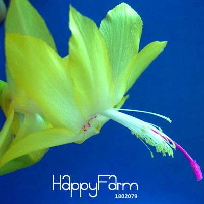 24 Color Rare Schlumbergera Bonsai Seeds - | Unique Truncatus Flower Seeds for Planting