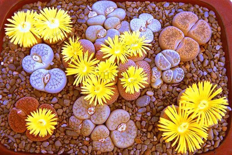 Rare Lithops Seeds - Living Stone Succulent Mix for Mini Garden, Bonsai & Assorted Flower Planting | Fast US Shipping