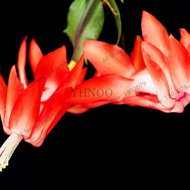 Mixed Color Christmas Cactus Seeds - Schlumbergera Bonsai Plant for Home & Garden Planting