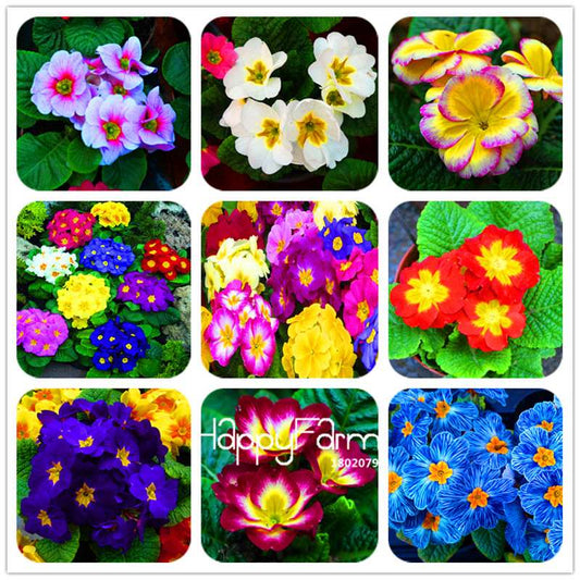 Rare Primrose Seeds (Primula malacoides) - Europe Bonsai Flower Seeds for Home Garden & Outdoor Planting