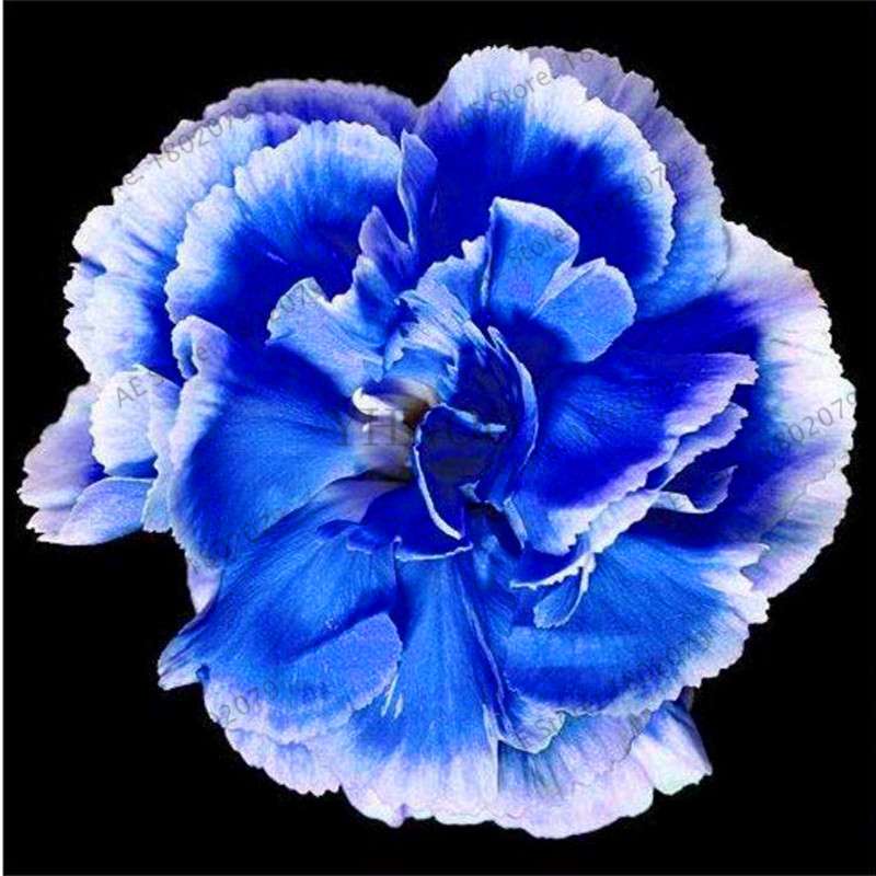 Rare Carnation Seeds - Dianthus Caryophyllus, Potted Bonsai Flower Seeds for Mother's Day, Home Garden Planting