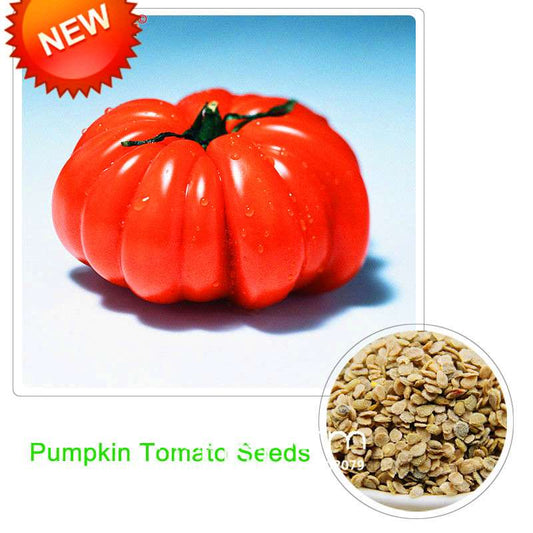 Giant Tomato Seeds for Home Garden - Sweet Pumpkin Tomato, Balcony & Container Planting