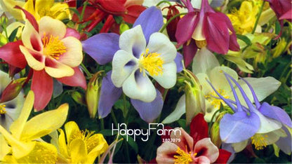 Aquilegia Seeds - Easy Grow Bonsai Flower Seeds for Home Garden | Fast-Growing & Vibrant Blooms