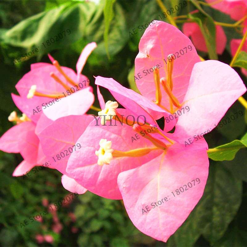 Bougainvillea Bonsai Seeds - Vibrant Flowering Plant for Home & Garden | Fast-Growing, Easy Care