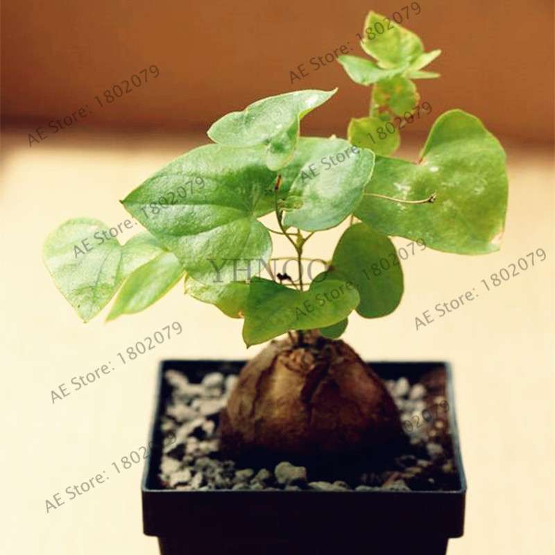 Dioscorea Elephantipes Seeds - Exotic Bonsai Plant for DIY Home Garden