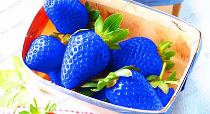 Hybrid Blue Giant Strawberry Seeds - Easy to Grow, Sweet Fruit for Home Garden & Bonsai | Professional Pack