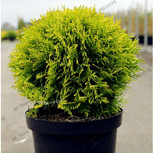Siberian Carpet Cypress Seeds - Mini Bonsai Tree for Home Garden, Indoor & Outdoor Planting