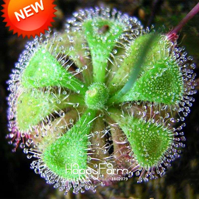 Sundew Plant Seeds - Small Carnivorous Bonsai, Fresh DIY Home Garden Kit, Novelty Plants for Indoor Gardening