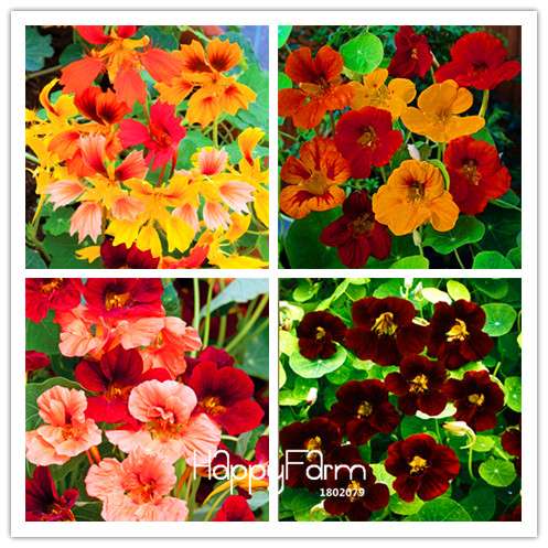 Fresh Tropaeolum Majus Nasturtium Seeds - Easy to Grow, Vibrant Flowers for Garden Planting (Fast Shipping)