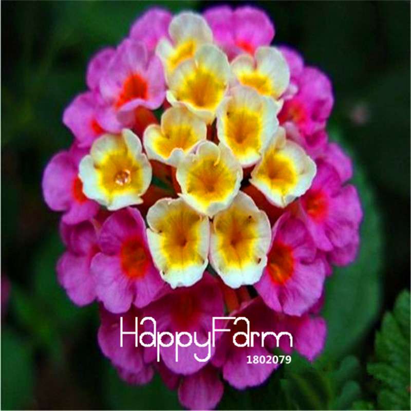 Colorful Lantana Camara Seeds - Indoor Bonsai Flowering Plant - Easy Grow, Bulk - USA Seller