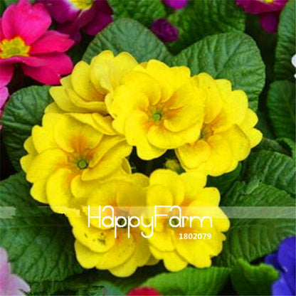Rare Primrose Seeds (Primula Malacoides) - Easy to Grow Bonsai Flower Seeds for Home Garden