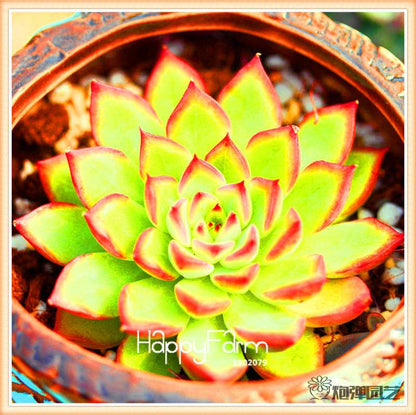 Lithops Seeds - 99 Varieties, Succulent & Bonsai Plants for Office - Fast Shipping & High Germination Rate