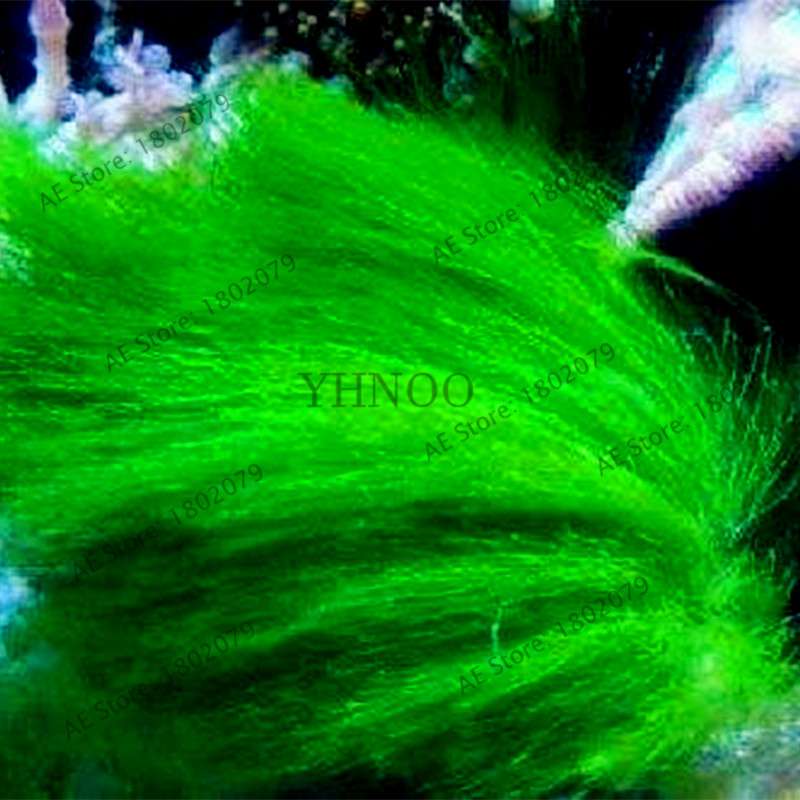 Mixed Aquarium Plants Seeds - Fish Tank Decor, Live Water Grass for Aquatic Plant Lovers