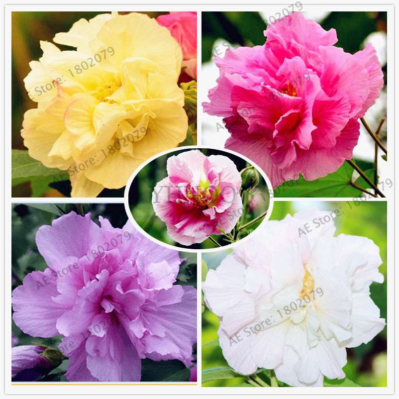 Mixed Color Hibiscus Seeds - Perennial Dinner Plate Hibiscus for Home Garden & Bonsai Planting
