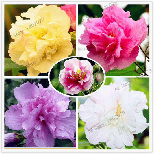Mixed Color Hibiscus Seeds - Perennial Dinner Plate Hibiscus for Home Garden & Bonsai Planting