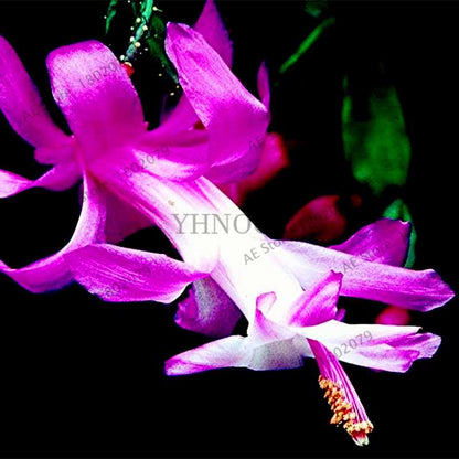 Mixed Color Christmas Cactus Seeds - Schlumbergera Bonsai Plant for Home & Garden Planting