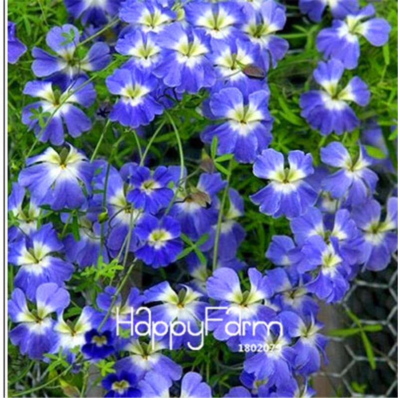 Rare Hanging Nasturtium Seeds - Vibrant Climbing Flowers for Garden & Containers