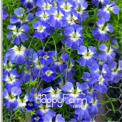 Rare Hanging Nasturtium Seeds - Vibrant Climbing Flowers for Garden & Containers