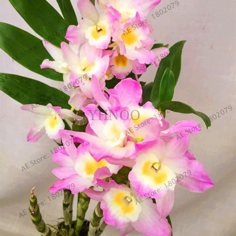 Rare Dendrobium Orchid Seeds - Perennial Indoor & Outdoor Balcony Office Plants