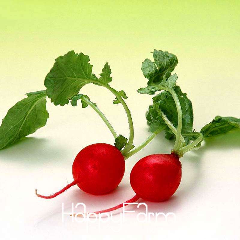 Organic Non-GMO Red Radish Seeds - Fresh Garden Vegetable Seeds for Home Planting