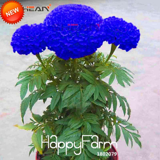 Blue Maidenhair Flower Seeds - for Potted Herb Garden, Marigold & Chrysanthemum Bonsai | Premium Quality