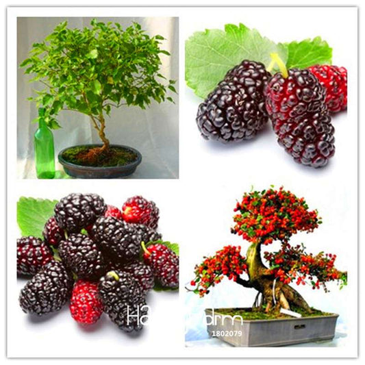 Black Mulberry Seeds for Planting - Grow Your Own Morus Nigra Tree, DIY Home Bonsai & Garden