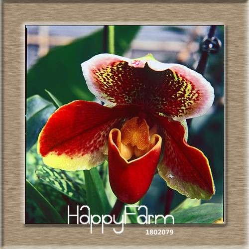 18 Color Orchid Seeds - Cypripedium & Paphiopedilum Bonsai Flower Seeds, Exotic Home Garden Planting