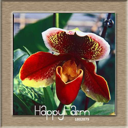 18 Color Orchid Seeds - Cypripedium & Paphiopedilum Bonsai Flower Seeds, Exotic Home Garden Planting
