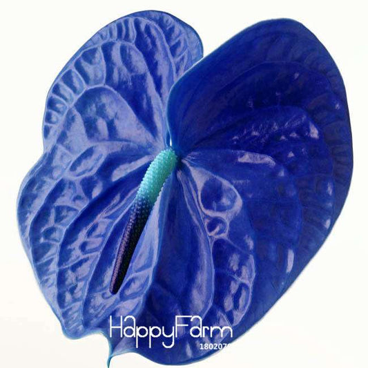 Blue Anthurium Seeds - Rare Flower Seeds for Home Garden, DIY Potted Plants