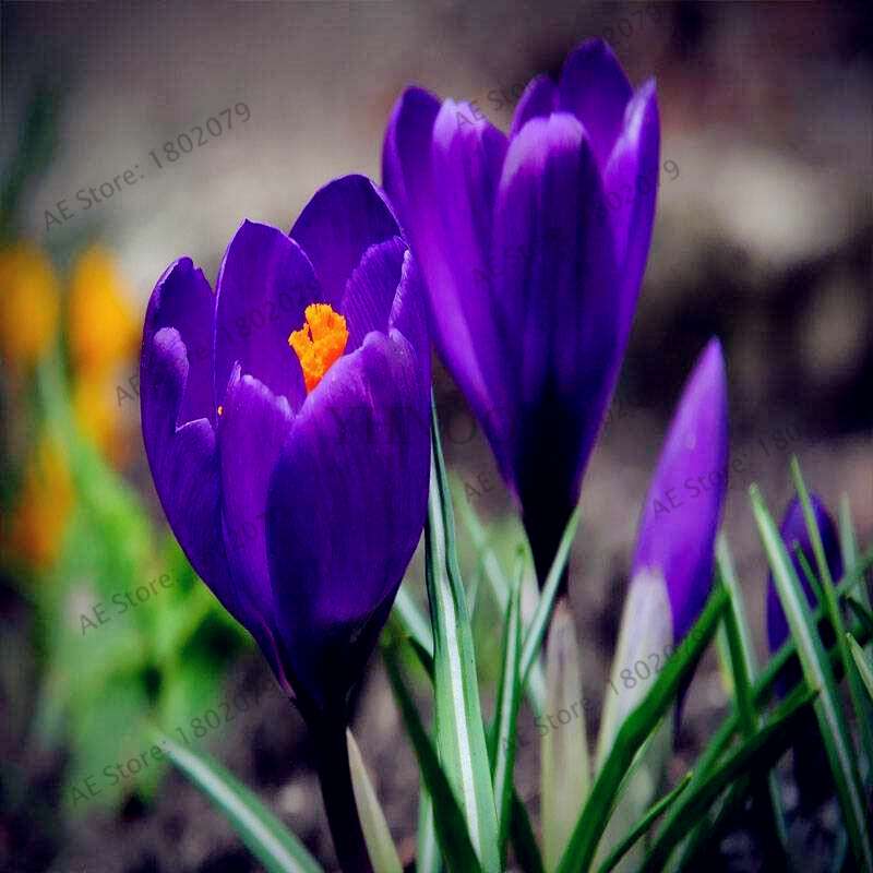 Saffron Seeds for Planting - Grow Saffron Crocus Flowers in Home & Garden - Bonsai Plant Variety