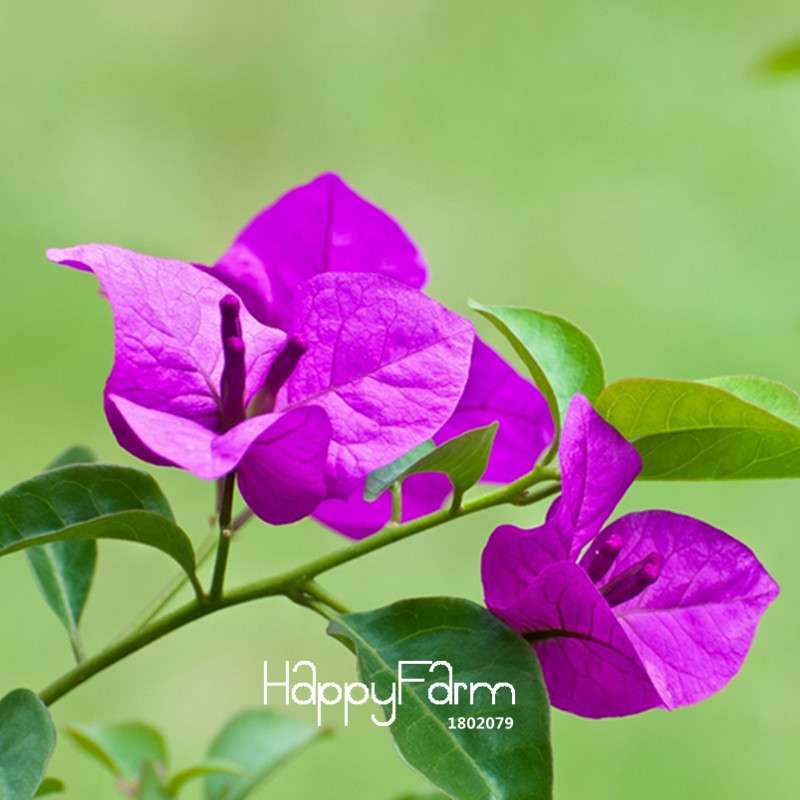 Purple Bougainvillea Spectabilis Seeds - Perennial Flower Seeds for Bonsai & Garden Planting