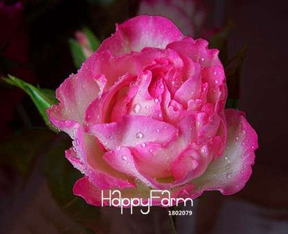 Pink & White Rose Seeds - 24 Rare Colors, for Balcony Planting, Potted Flower Garden