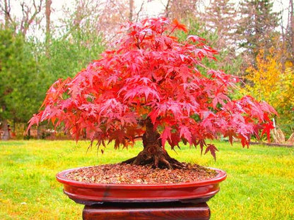 Premium Japanese Red Maple Bonsai Seeds - Gorgeous Indoor Home Tree - Fast US Shipping