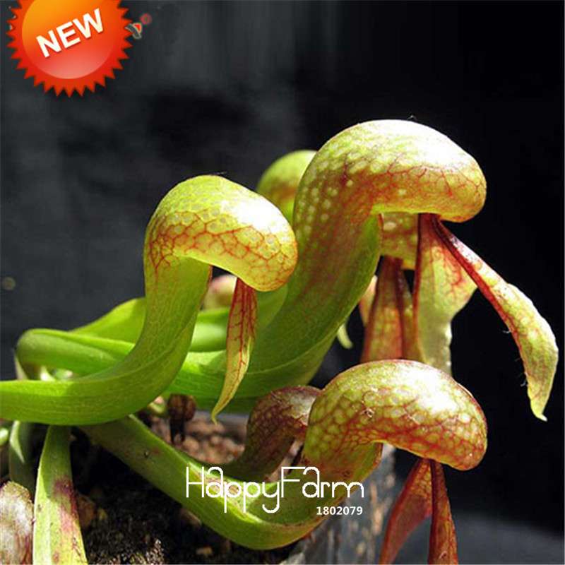 Carnivorous Nepenthes Seeds - Mosquito Eating Plant for Bonsai & Garden - Rare Insectivorous Variety
